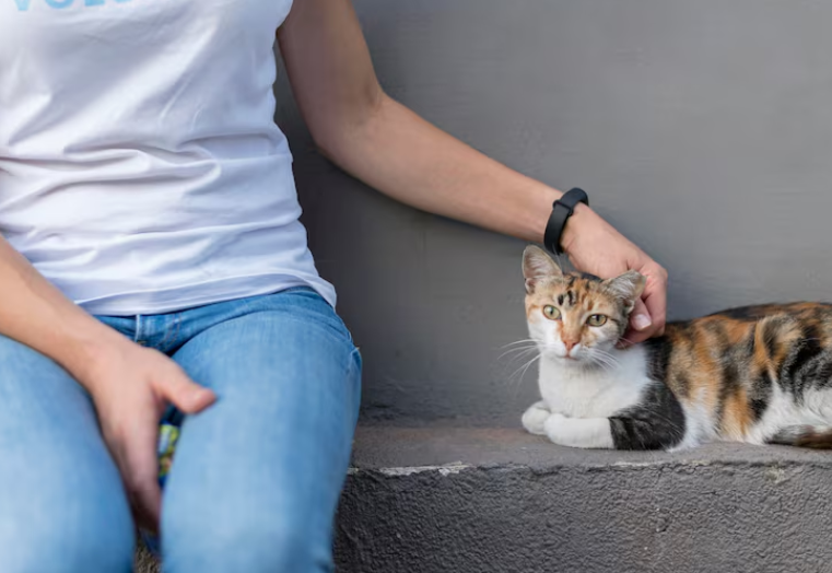 Evcil Hayvan Sigortası